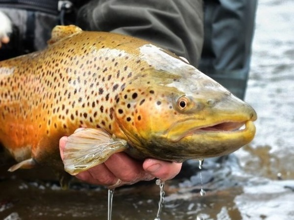 Best Tips and Tricks For Trout Fishing In Green River, Utah